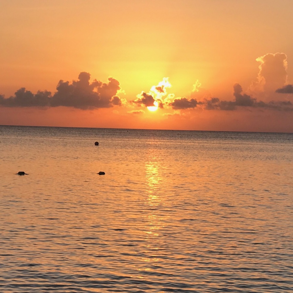 Meet your Posher, Cat